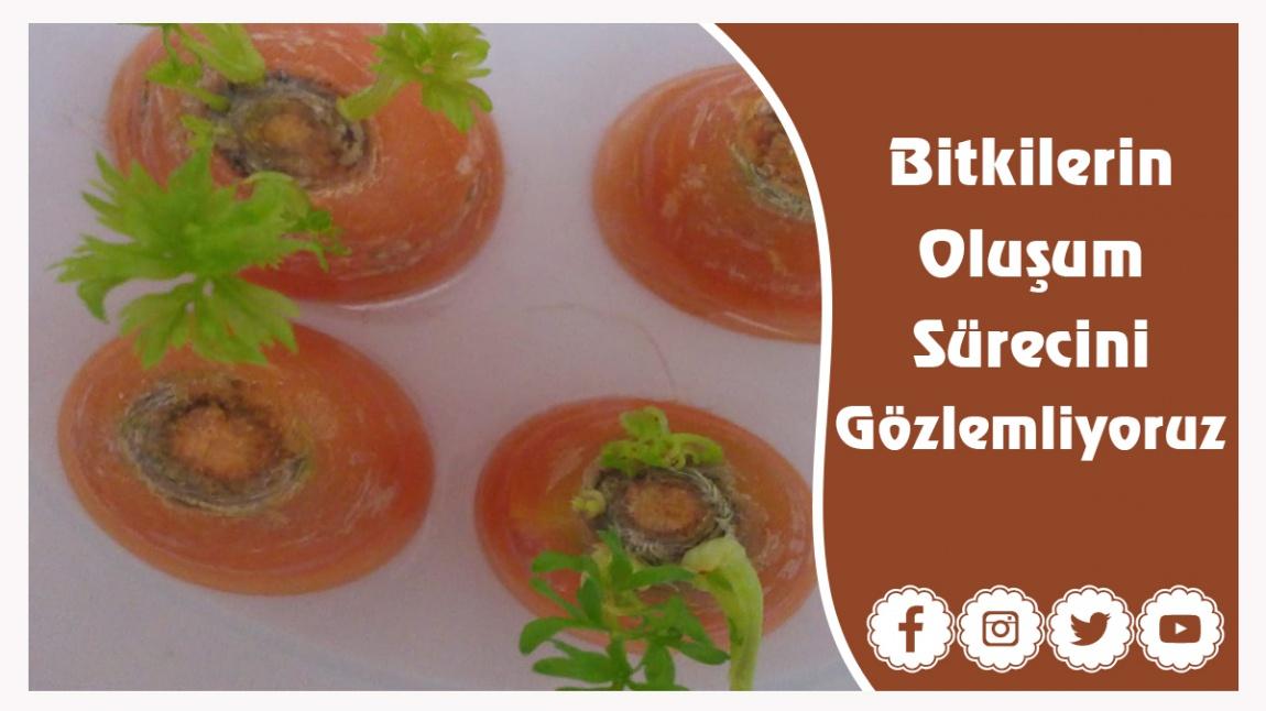 3/ E Sınıfı Olarak Bitkilerin  Oluşum Sürecini Gözlemliyoruz